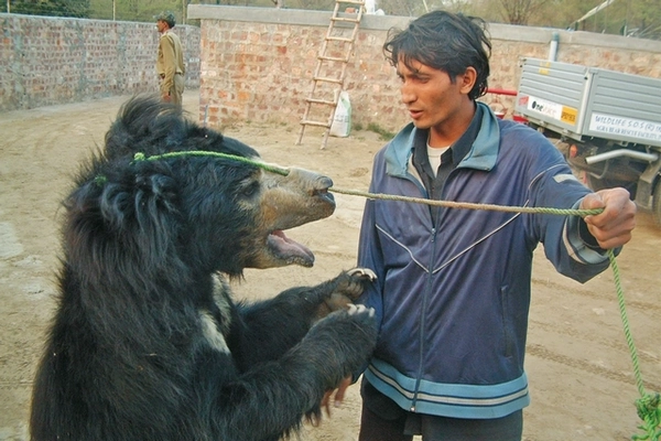 Ourson maltraité