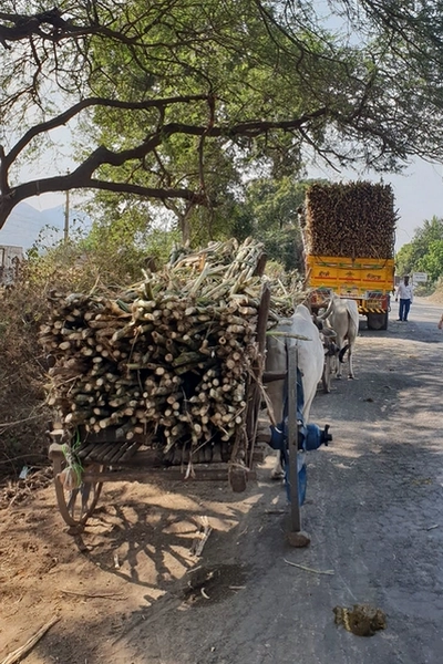 Char à boeuf et camion chargés de canne à sucre Char à boeuf et camion chargés de canne à sucre