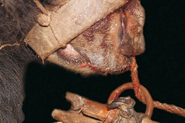 Museau d'ourson mutilé