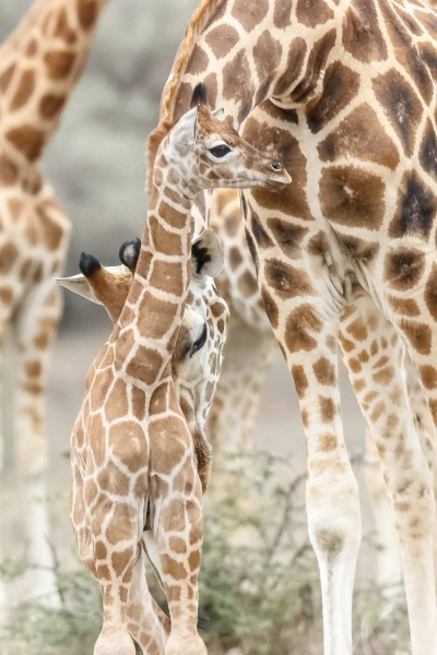 Girafon et sa mère Girafon et sa mère