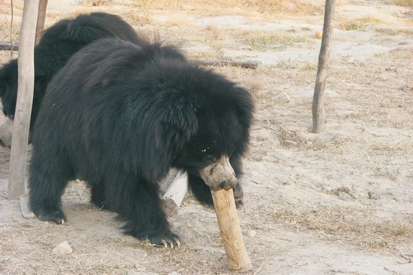 Ours au sanctuaire