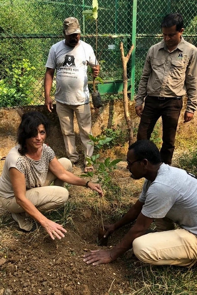 Enrichissement de l'enclos de Shivani. Catherine Tschanen et 3 membres de Wildlife SOS plantent un arbre dans le trou. Catherine Tschanen et 3 membres de Wildlife SOS plantent un arbre dans le trou.