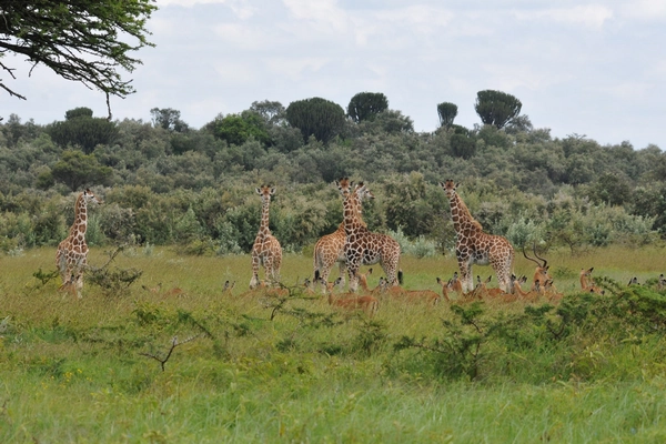 Valérie la girafe