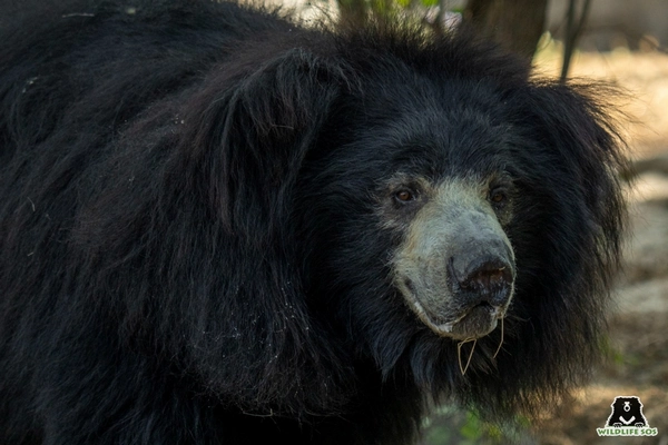 Ours lippu