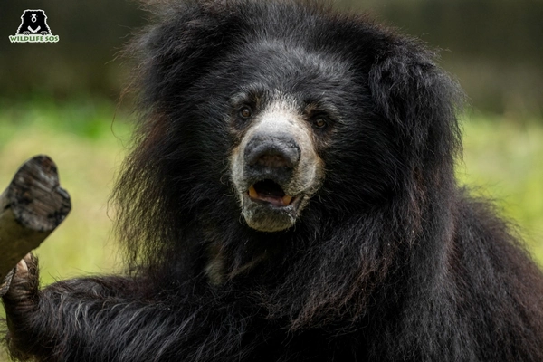 Ours lippu