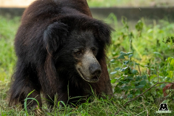 Image ours