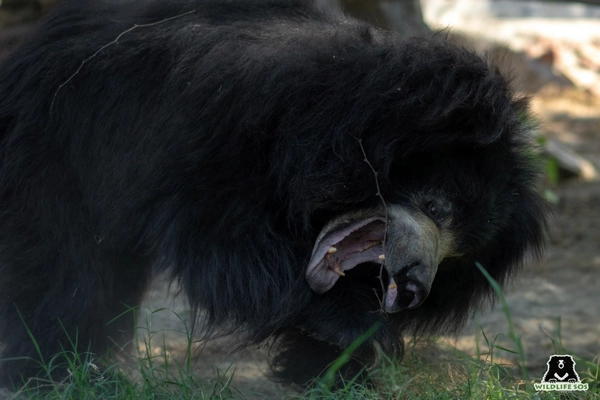Image ours