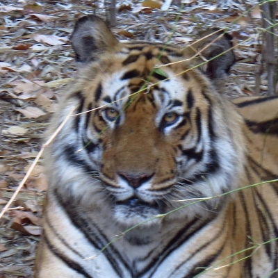 Mahaman