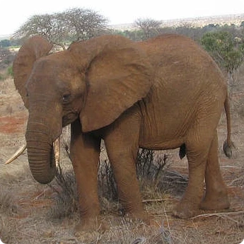 Nyiro