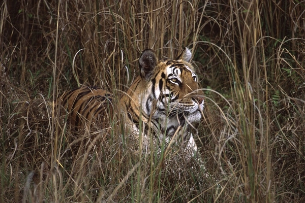 Mohini