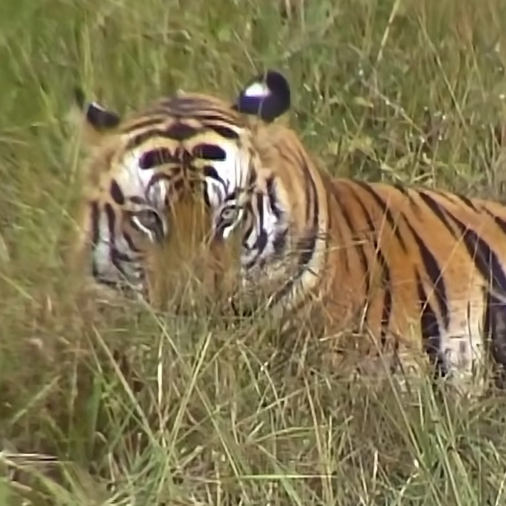 Dhitto, le seigneur de Bandhavgarh