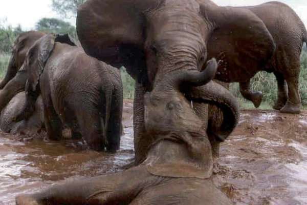 Eléphants dans la marre