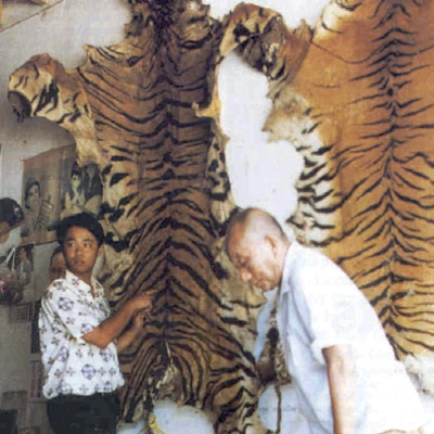 Commerce de peaux de tigres Commerce de peaux de tigres
