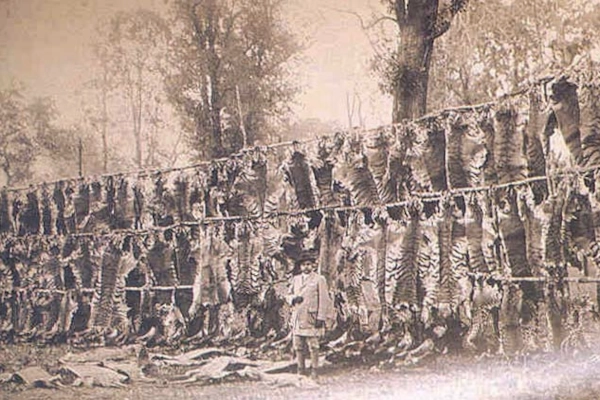 Peaux de tigres massacrés Peaux de tigres massacrés