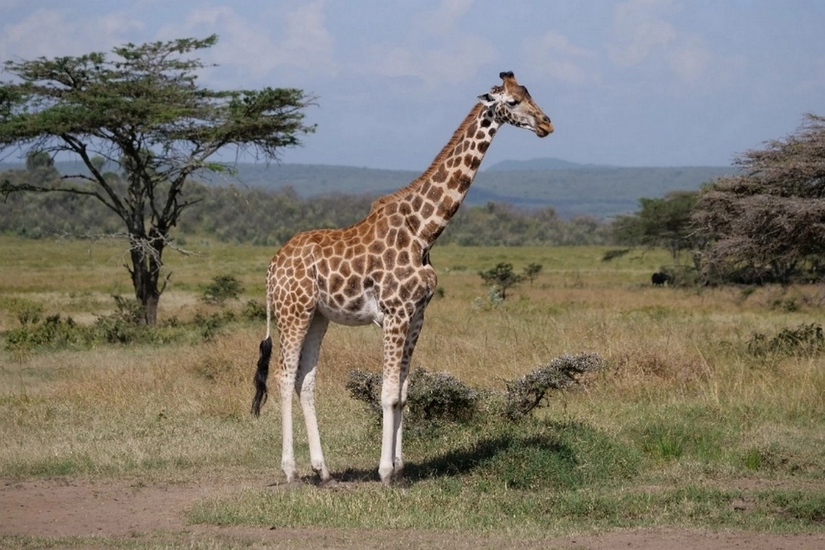 Girafe de Rothschild Girafe de Rothschild