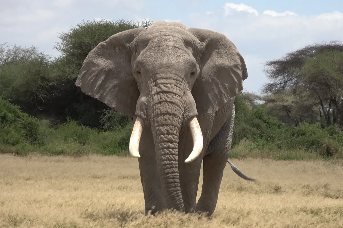 Eléphant