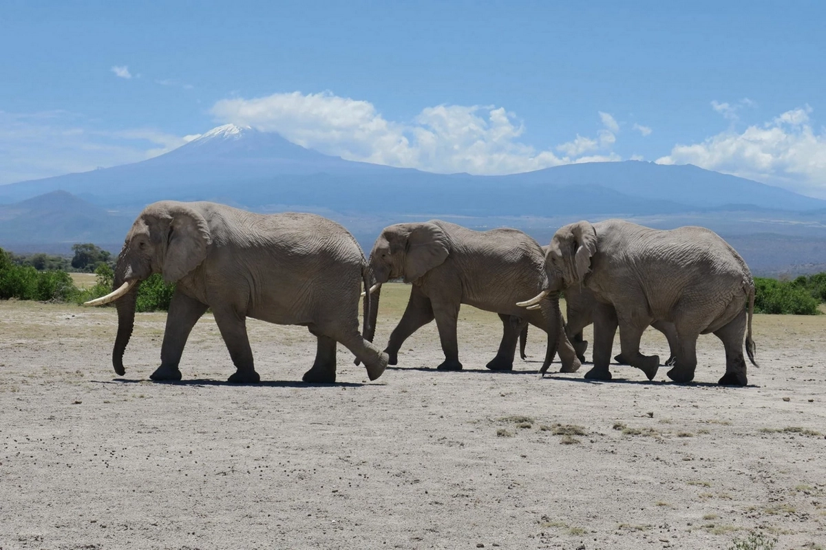 Eléphants et Kilimanjaro au loin