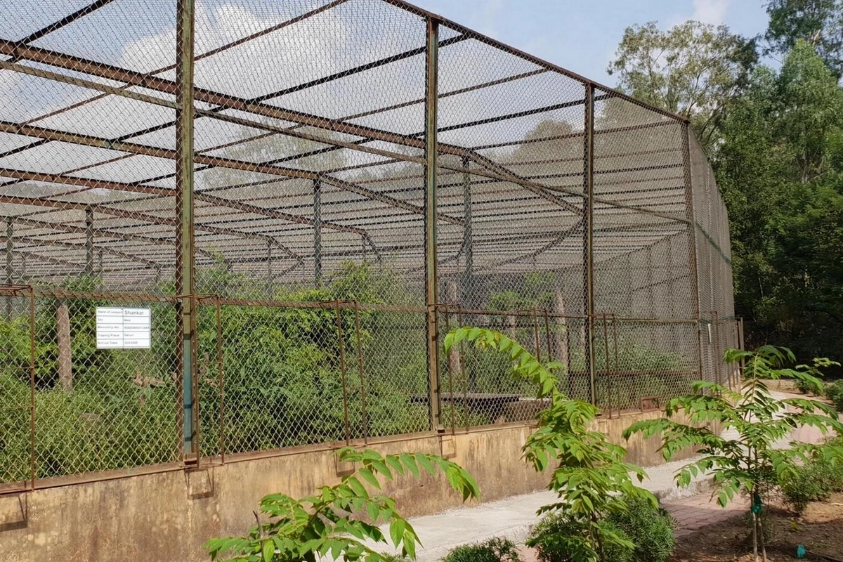 Enclos à léopards de Manikdoh img0215 md