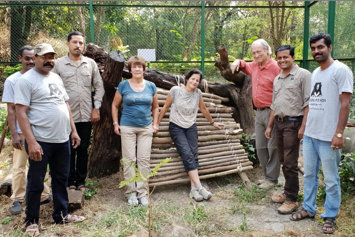 Enrichissement de l'enclos de Shivani. Membres de Terre & Faune et de Wildlife SOS Enrichissement de l'enclos de Shivani. Membres de Terre & Faune et de Wildlife SOS