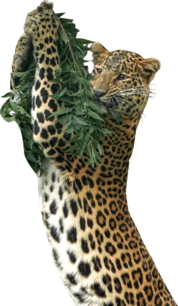 Simba