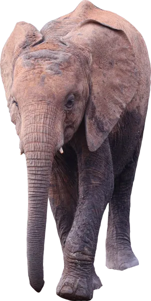 Nyambeni