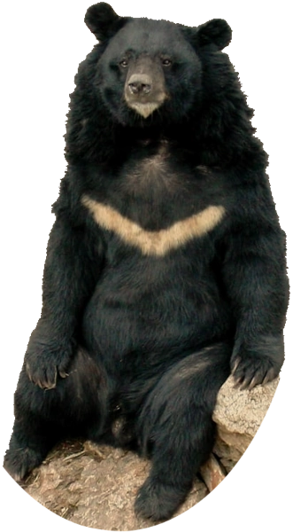 Ours lippu
