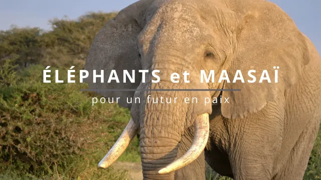 Eléphants et Maasaï - Pour un avenir en paix
