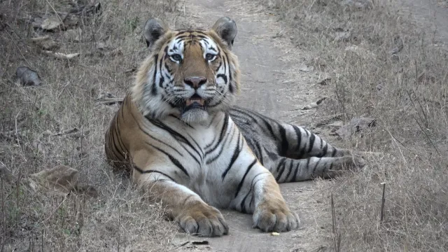 Panna tigre Marquage