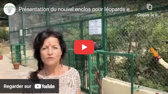 Enclos léopards sur YouTube