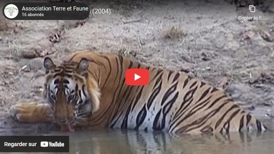 Le seigneur de Bandhavgarh