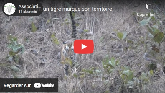 Panna tigre Marquage