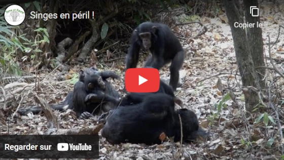 Singes en péril