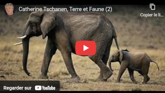 Zig zag café sur YouTube