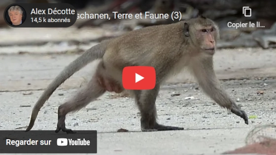 Zig zag café sur YouTube