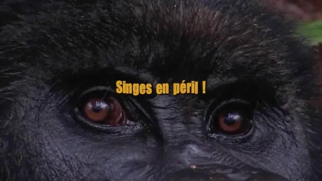 Singes en péril