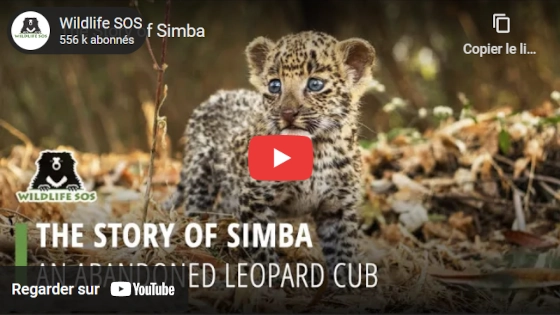 Simba