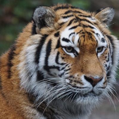 Tigre