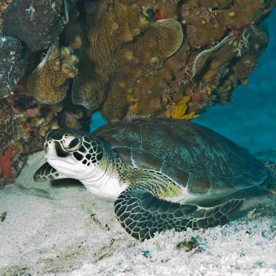 Tortue verte