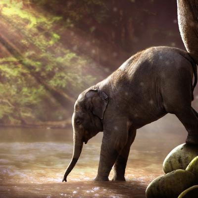Eléphants