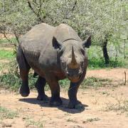 Rhinocéros