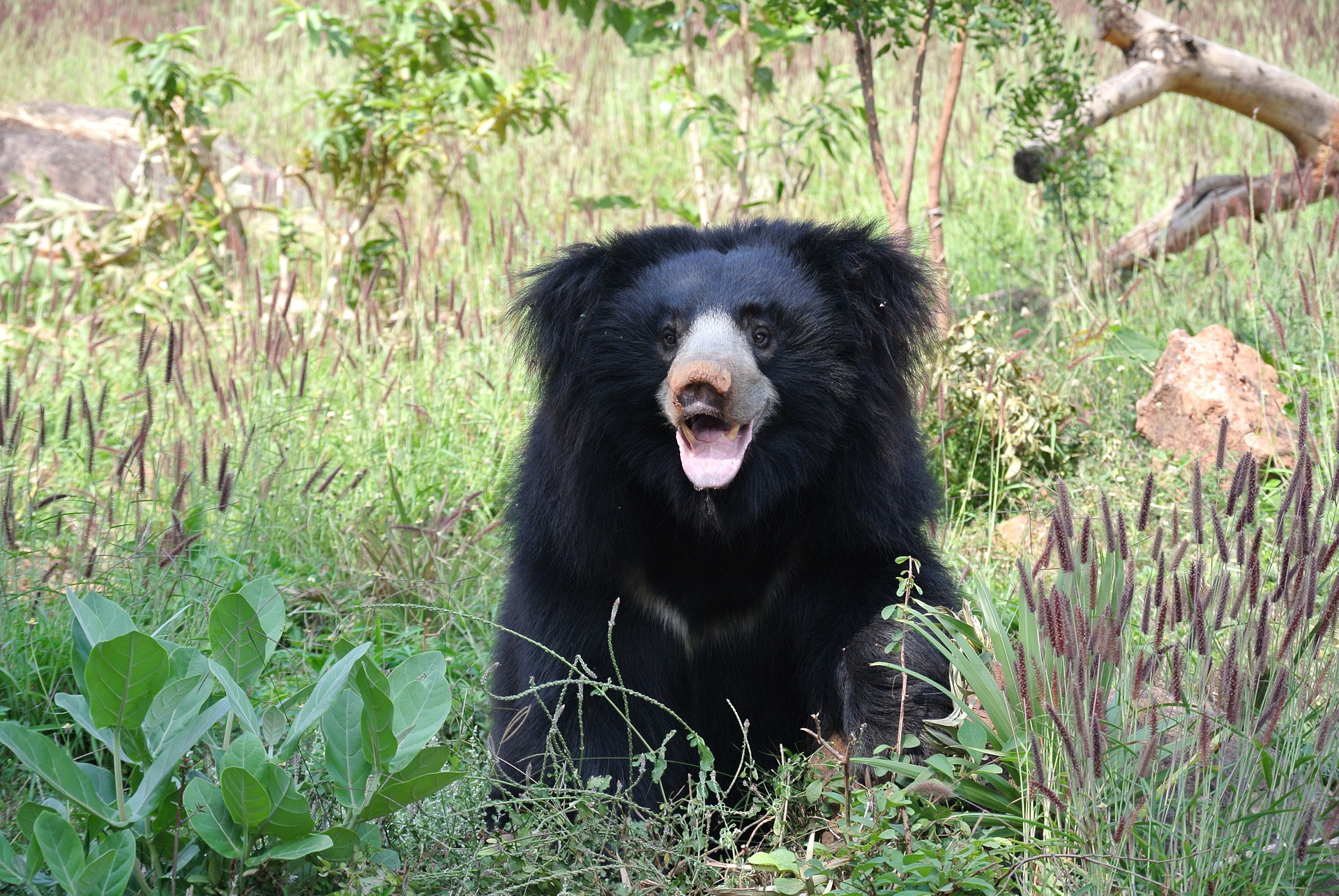 Ours lippu