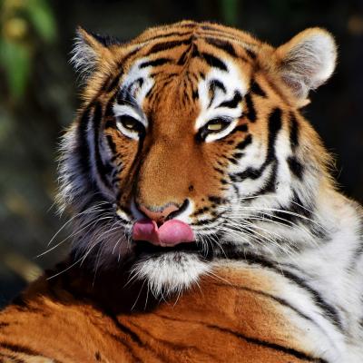 Tigre