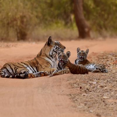 Tigres