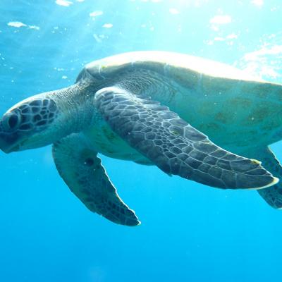 Tortue