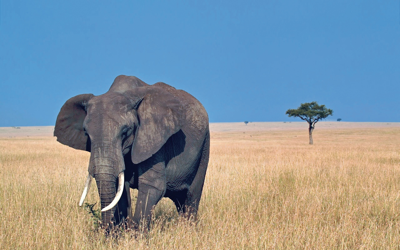 Eléphant