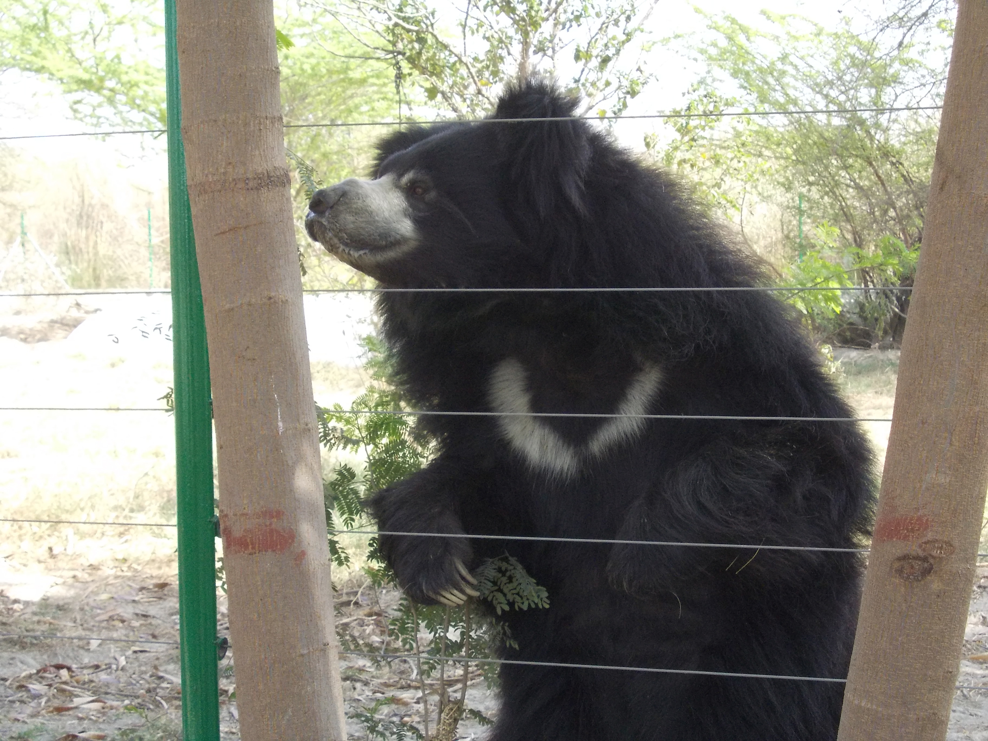 Ours