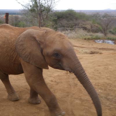 SHIMBA