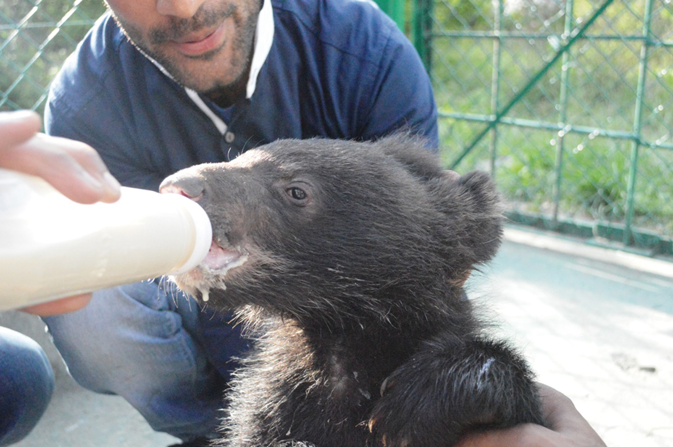 Bébé ours