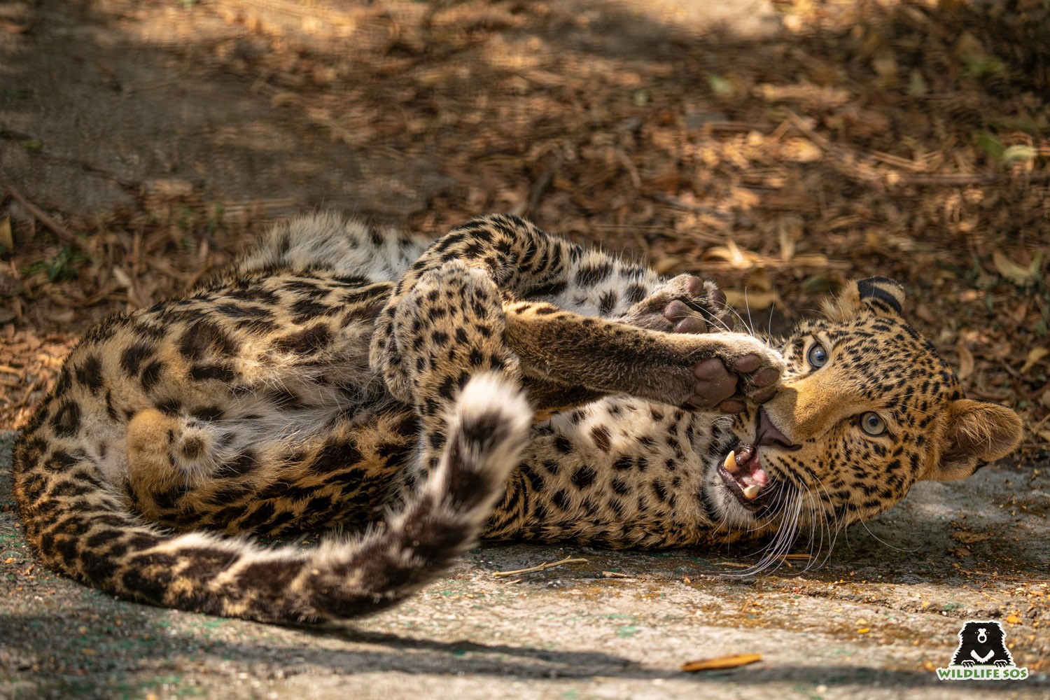 Simba