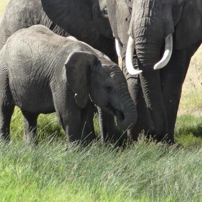 Eléphants